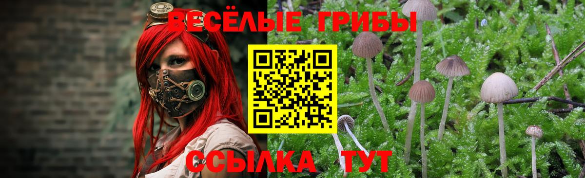 Галлюциногенные грибы Psilocybe  Вход с VPN  Ангарск  Псилоцибиновые грибы Psilocybe 